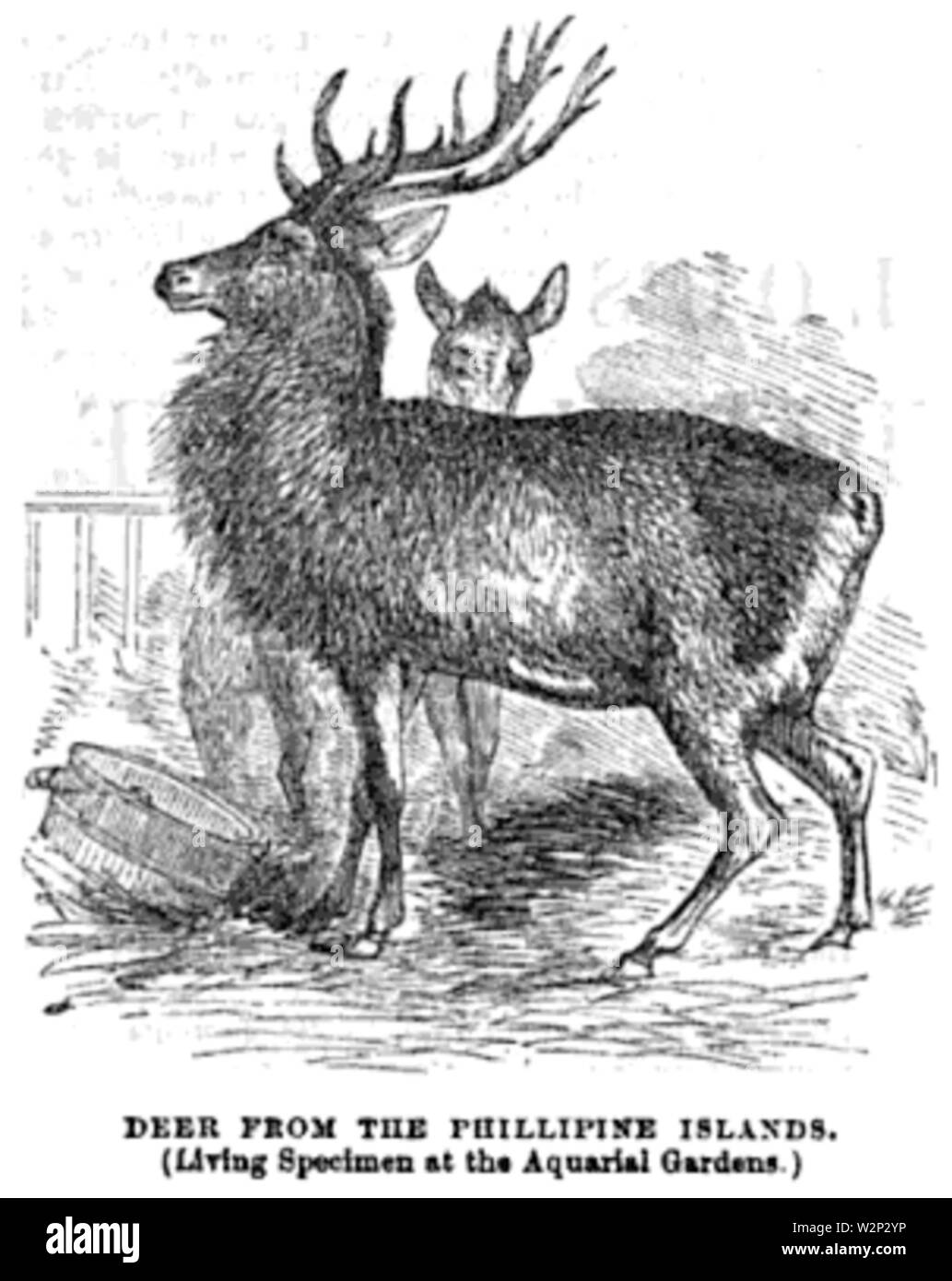 1862 cervi e Aquarial ZoologicalGardens Ballous Boston Foto Stock