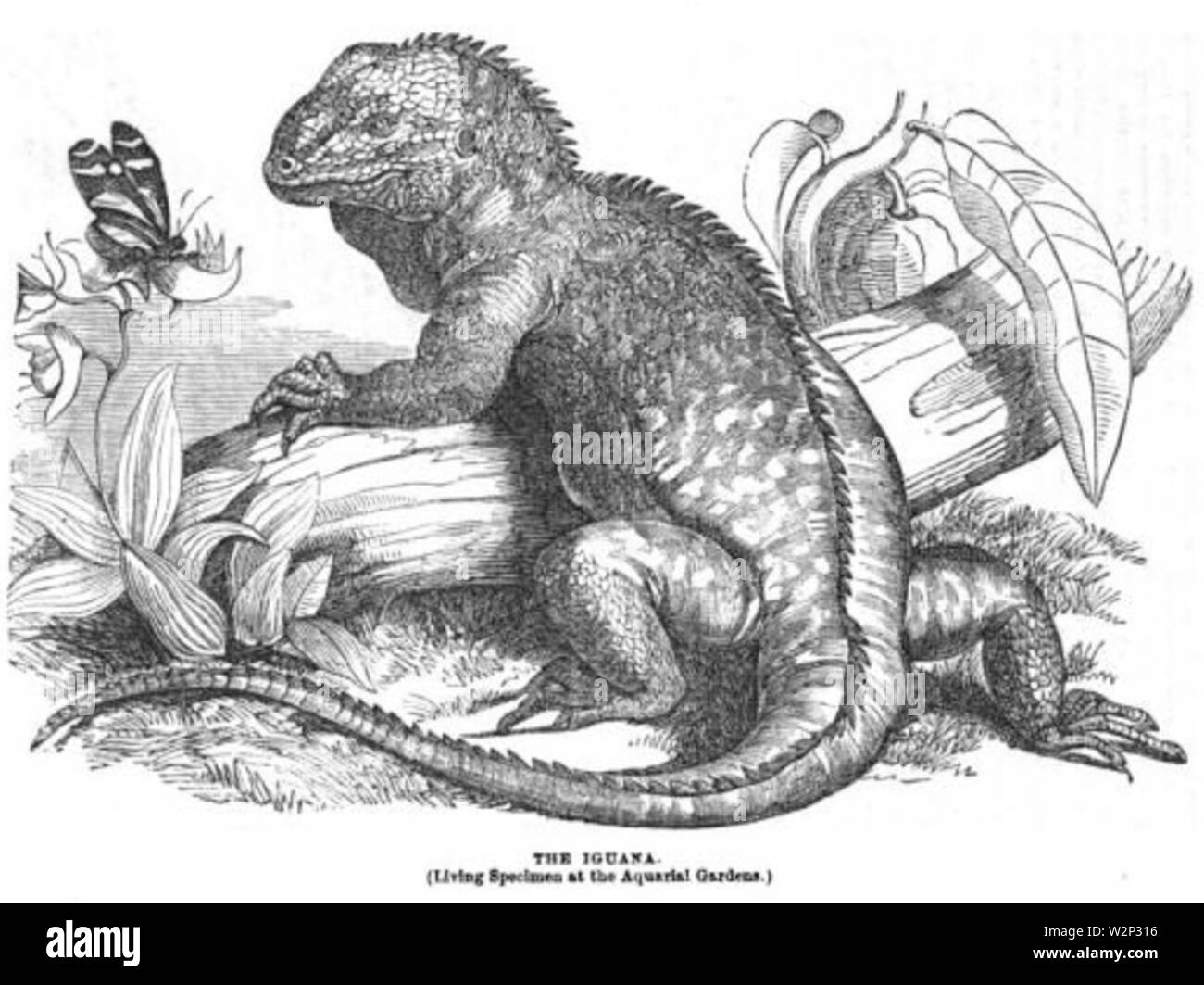 1862 iguana Aquarial e ZoologicalGardens Ballous Boston Foto Stock