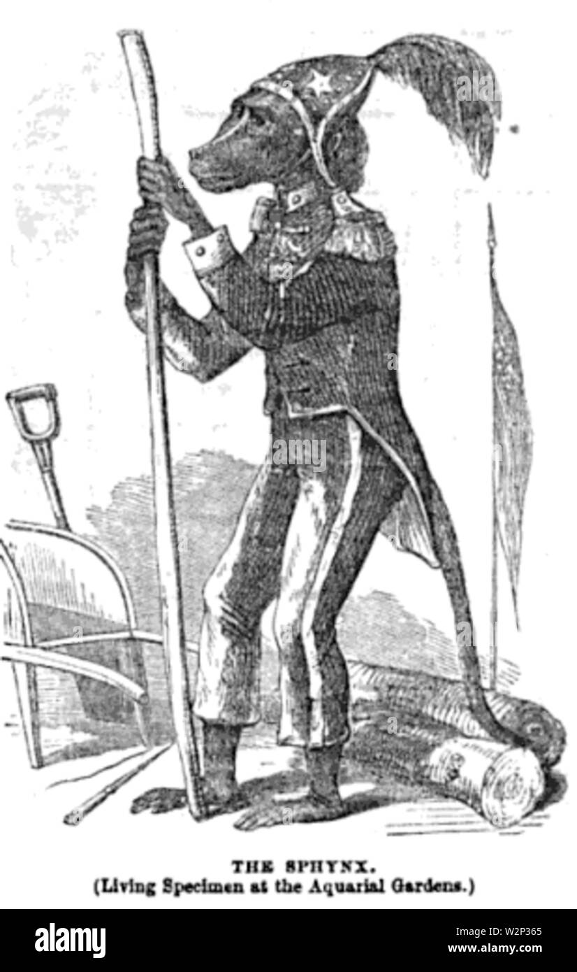 1862 sphinx Aquarial e ZoologicalGardens Ballous Boston Foto Stock
