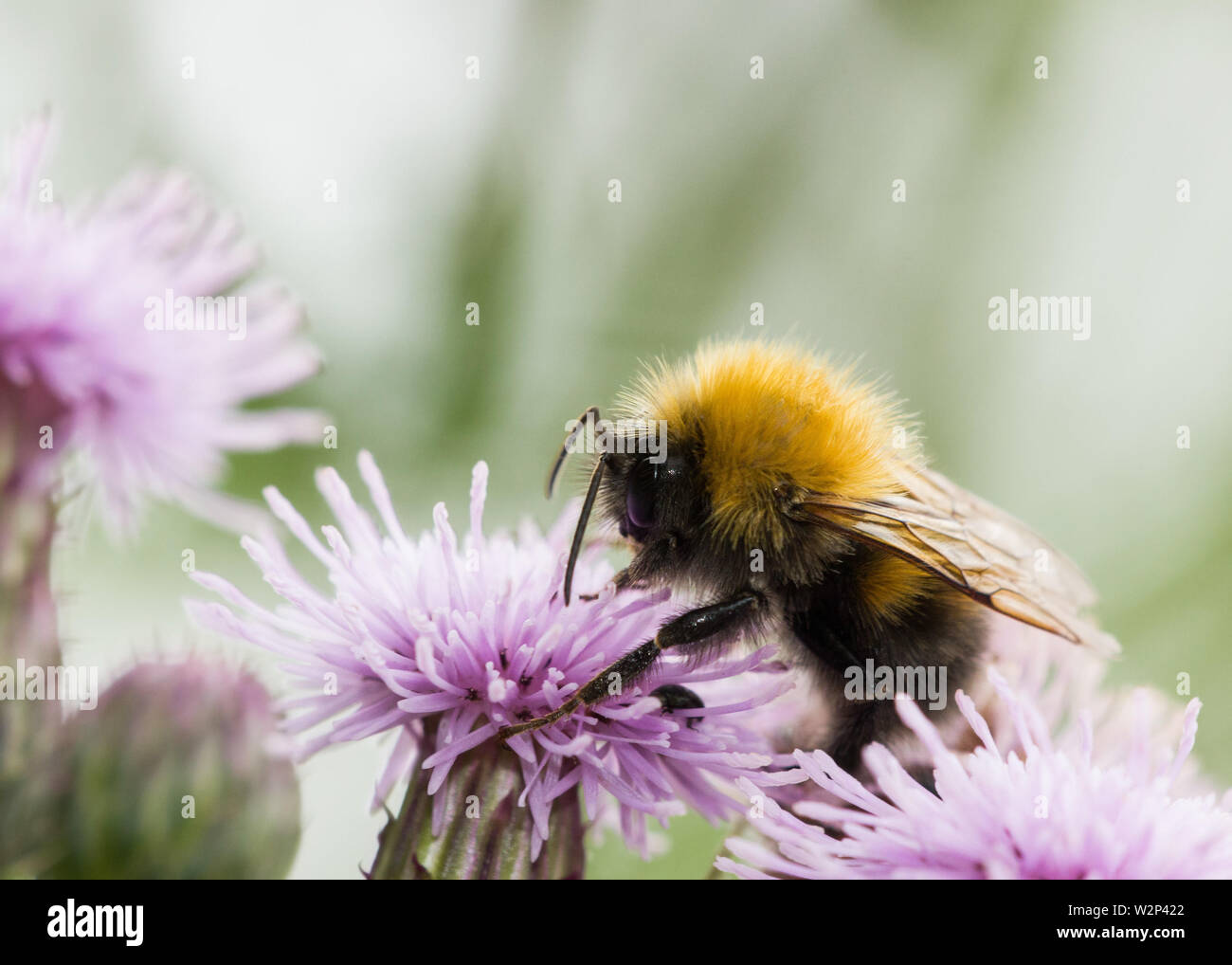 Bumblebee ad albero in fiore di cardo nel Derbyshire Regno Unito Foto Stock