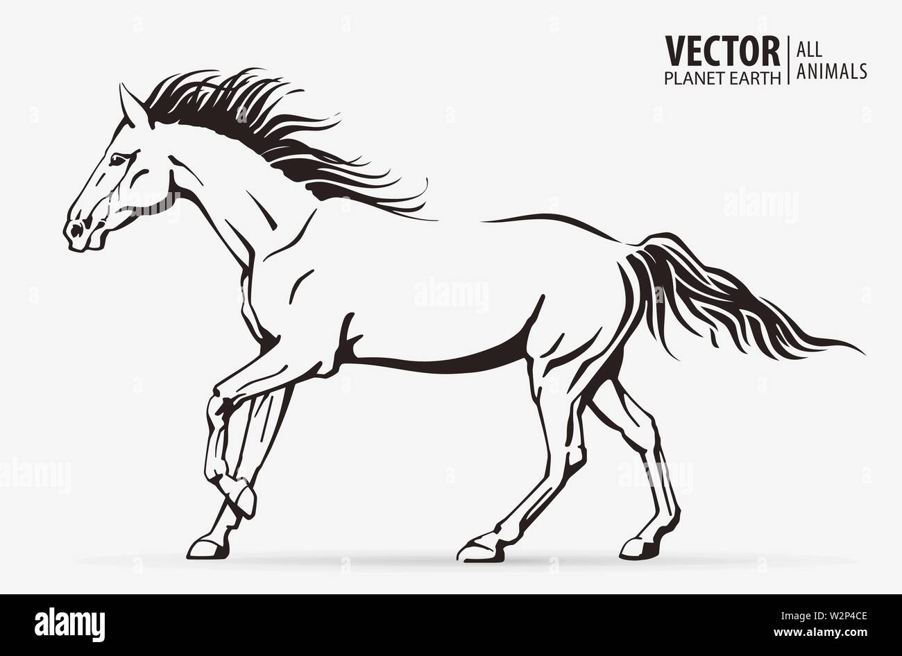 Silhouette di un cavallo in esecuzione. Animale al galoppo. Logo. Campione. Sport. Isolato su uno sfondo. Vettore Illustrazione Vettoriale