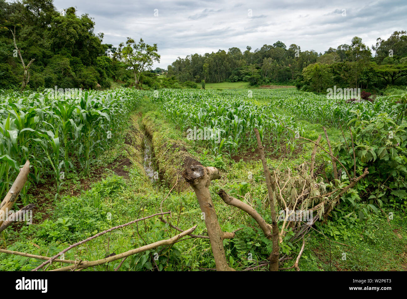 Zona umida di coltivazione agricola con il mais (Zea mays) circondato da foresta, vicino Metu, Illubabor, Etiopia Foto Stock