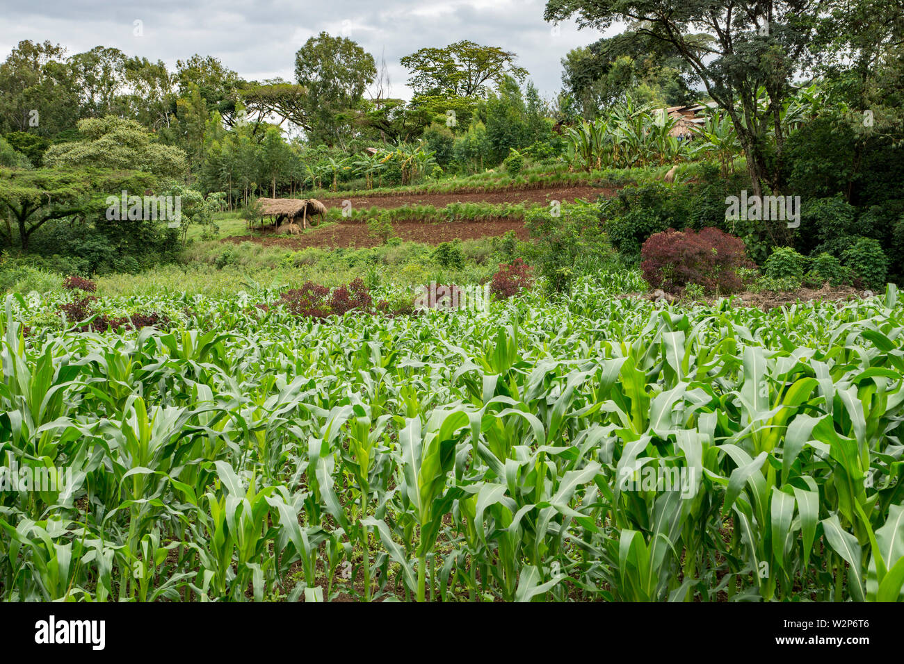 La coltivazione delle paludi con il mais (Zea mays) in Illubabor, Etiopia Foto Stock
