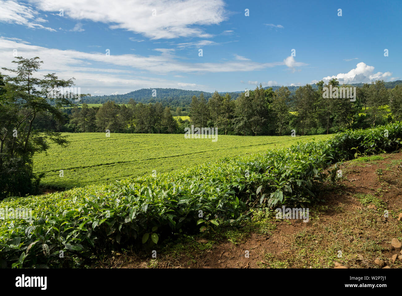 La piantagione di tè in zona Kefa, Etiopia Foto Stock