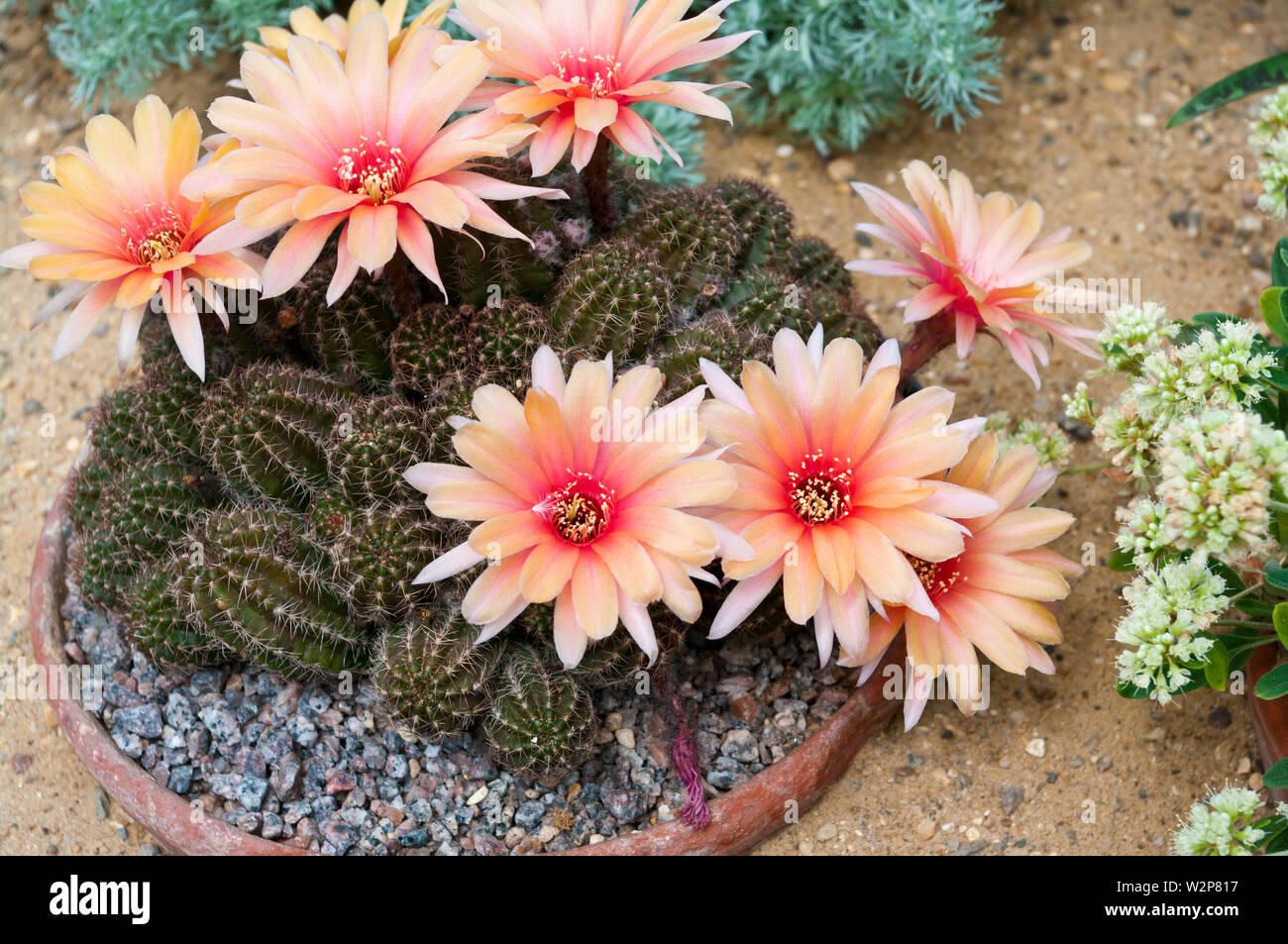 Echinopsis meryl Sweeney Cactus Cactus Hedgehog ricci di mare Cactus Pasqua Lily Cactus Foto Stock