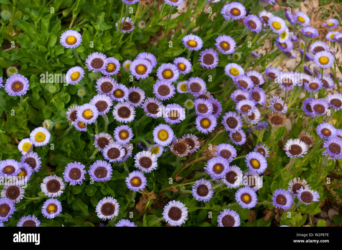 Erigeron Glaucos Roger Raiche Fleabane balneare spiaggia balneare Aster Daisy Foto Stock