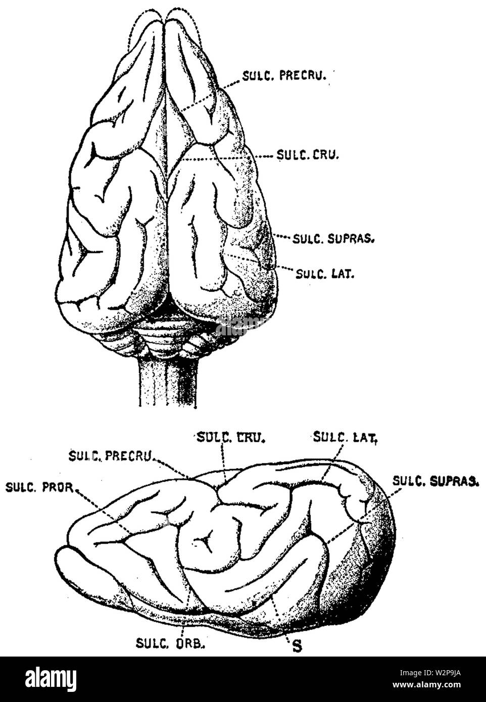 1911 EB Ratel cervello Foto Stock