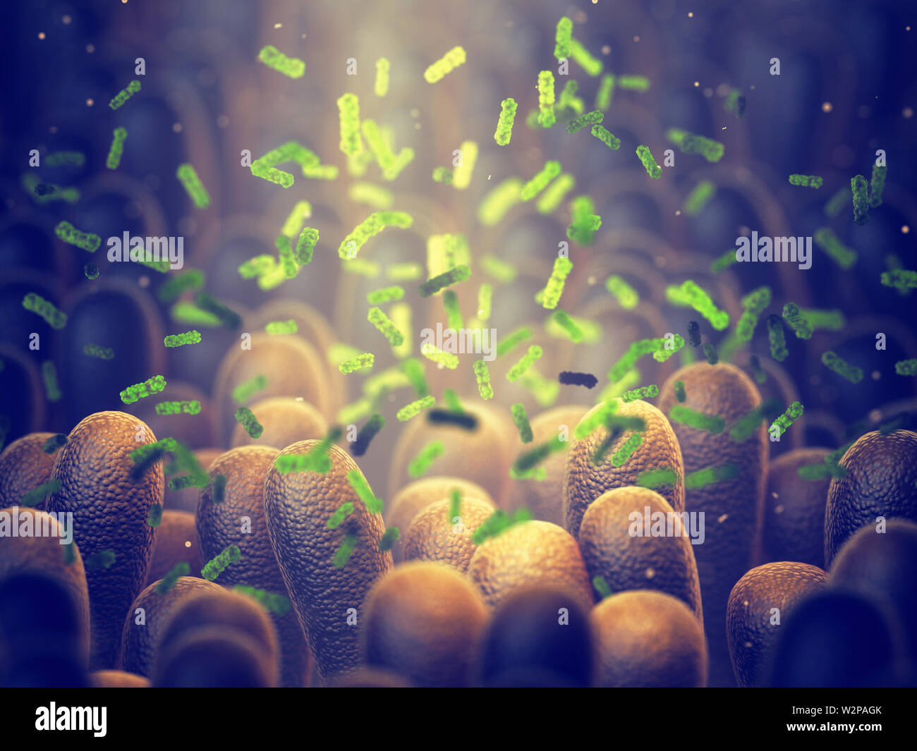 Batteri intestinali, Gut microbiome aiuta a controllare la digestione intestinale e del sistema immunitario, Probiotici aiutare la crescita di una sana flora intestinale Foto Stock Batteri intestinali, Gut microbiome aiuta a controllare la digestione intestinale e del sistema immunitario, Probiotici aiutare la crescita di una sana flora intestinale Foto Stock