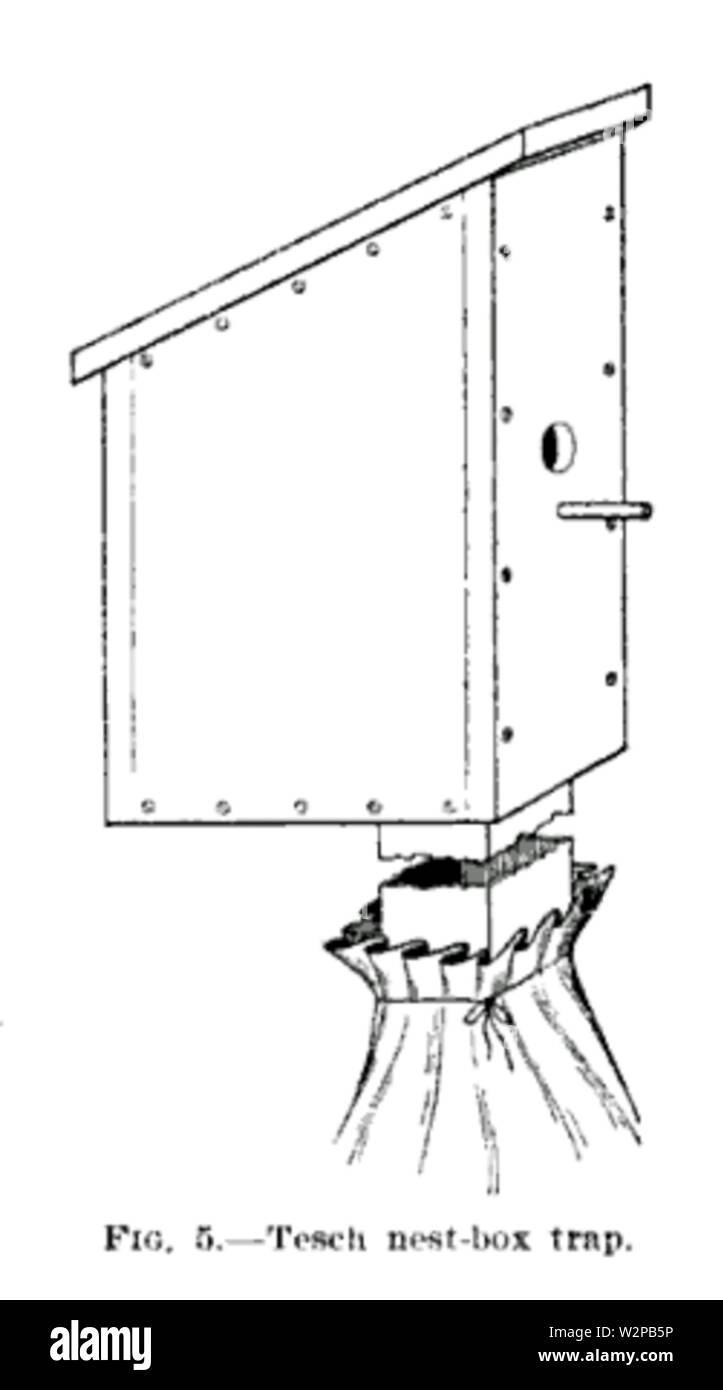 Xix secolo la conoscenza delle trappole e insidie tesch scatola di nido trappola 1 Foto Stock
