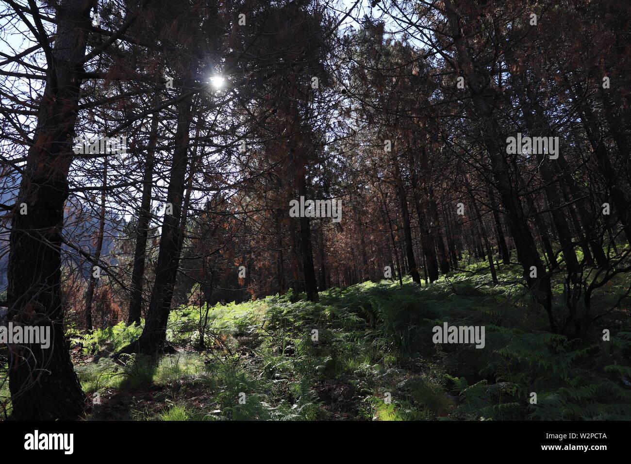 Dark foresta bruciato Foto Stock