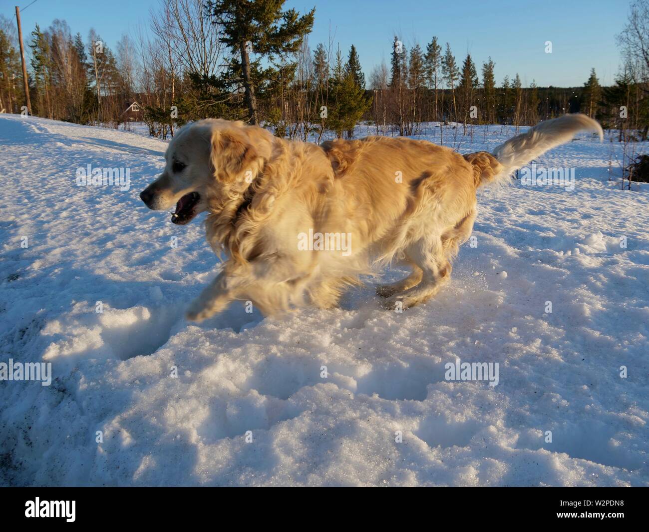 Ritratto di cani, retriever simpatici cani su erba verde Foto Stock