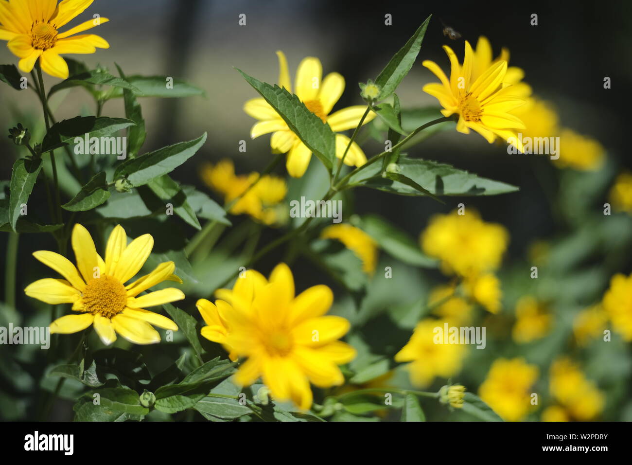 Campo calendula, calendula fiore nel giardino. Foto Stock