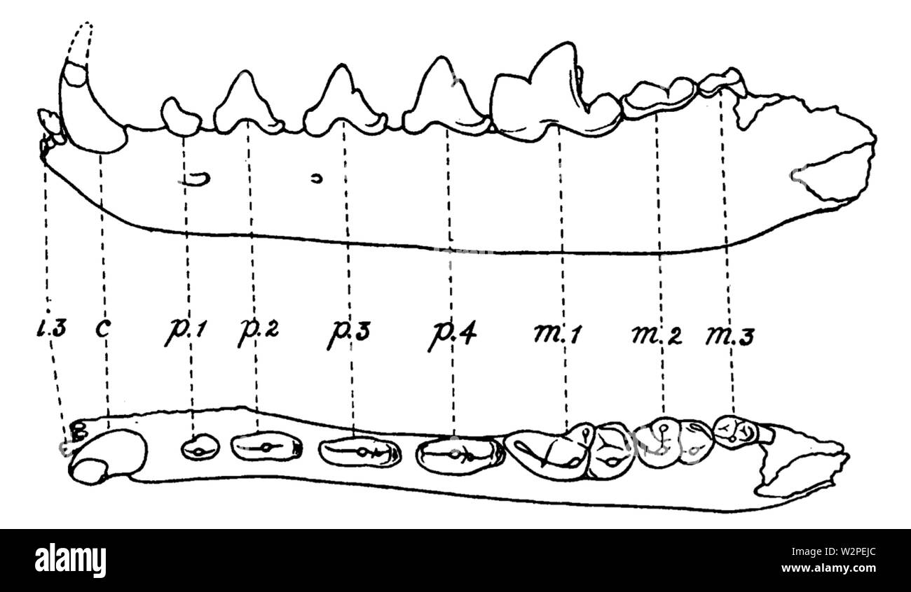 Un basso Miocene fauna dal Sud Dakota (1907) fig 2 Foto Stock
