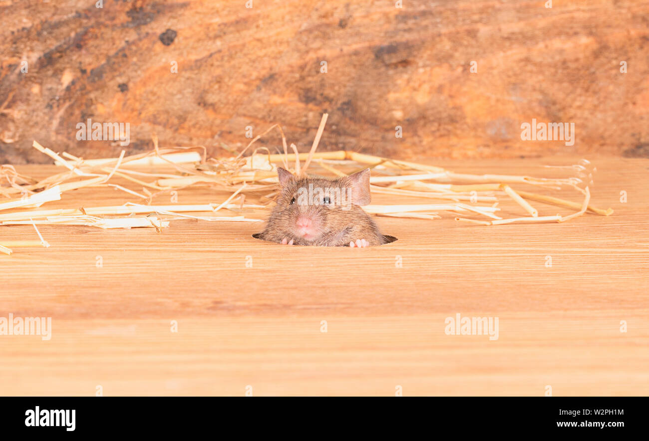 Wild topi marrone giocando in paglia in un set di studio fino Foto Stock