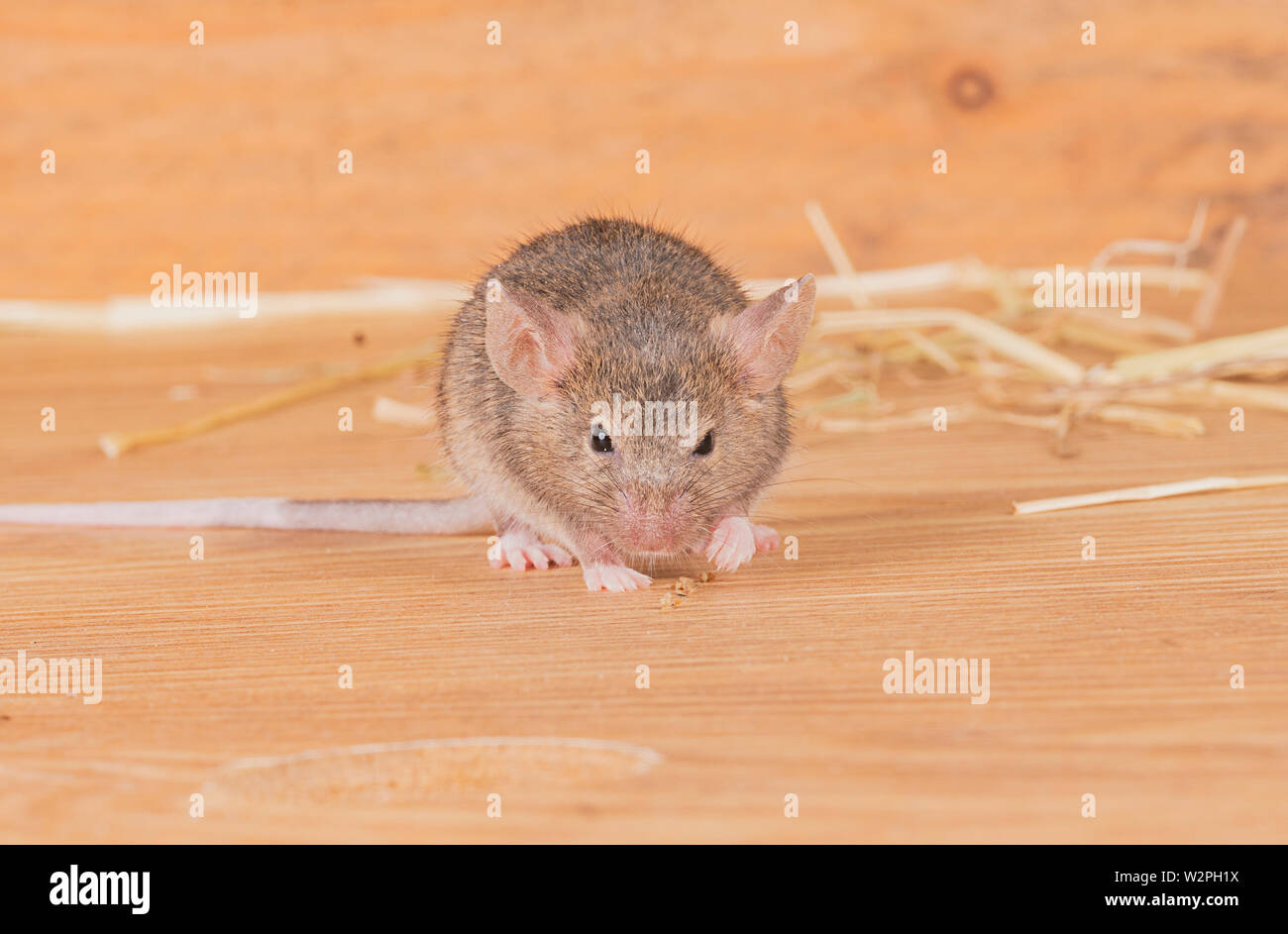 Wild topi marrone giocando in paglia in un set di studio fino Foto Stock