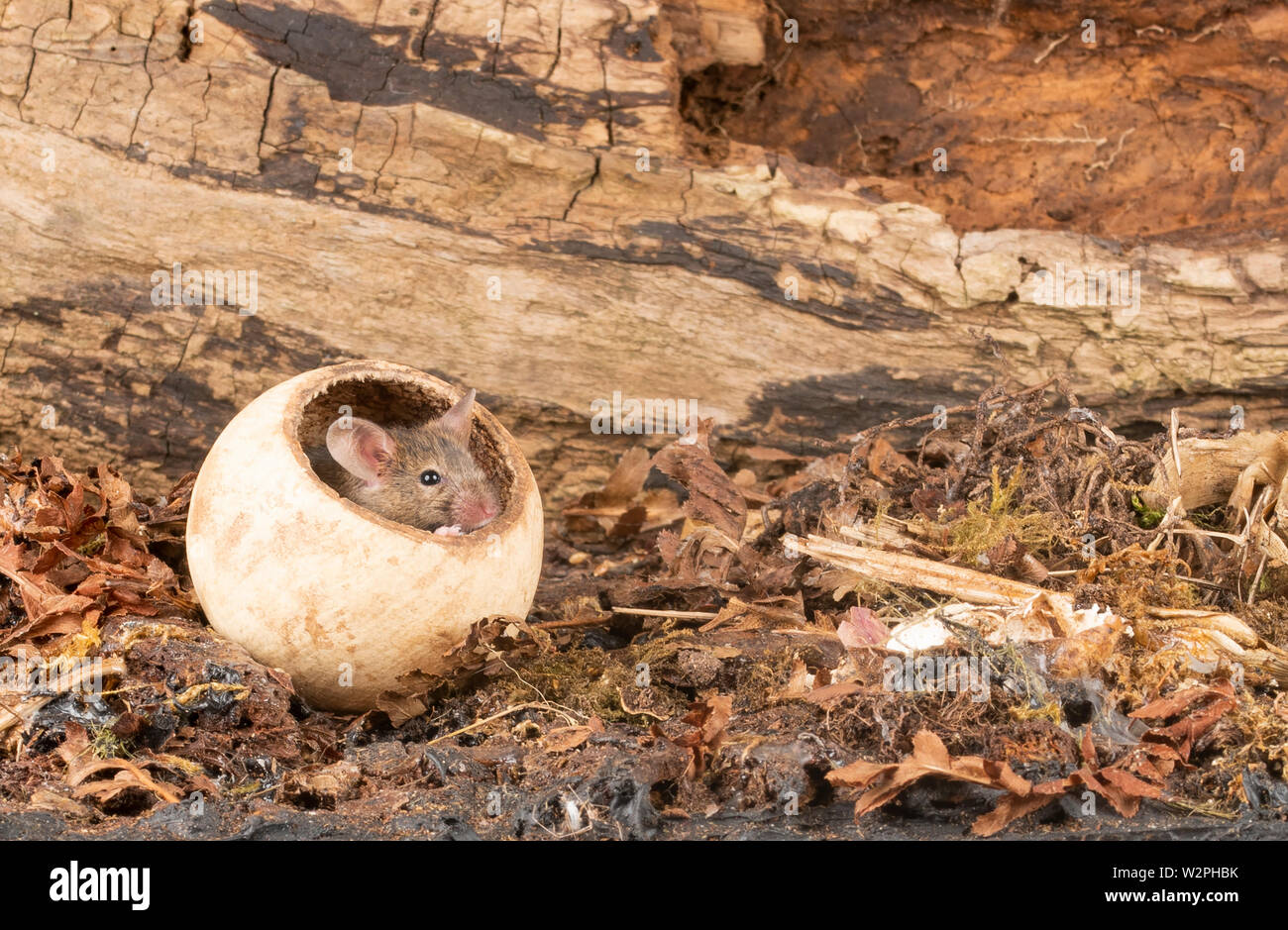 Wild topi marrone in studio di impostazione Foto Stock