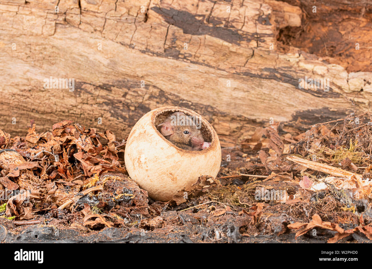 Wild topi marrone in studio di impostazione Foto Stock