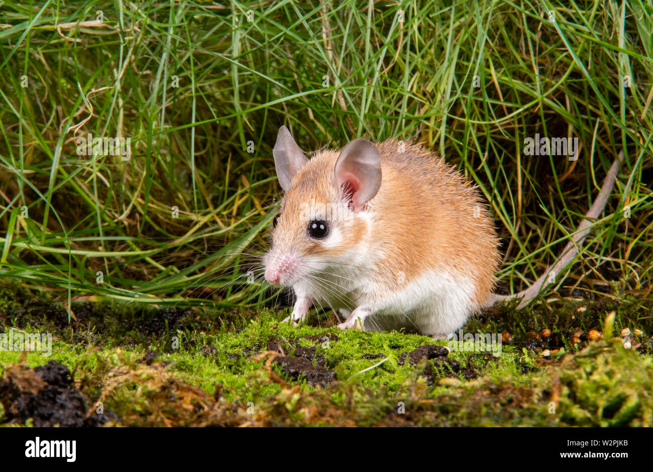 Un africano Mouse spinoso presi in uno studio, è possibile vedere le spine che sporgono dalla sua schiena Foto Stock