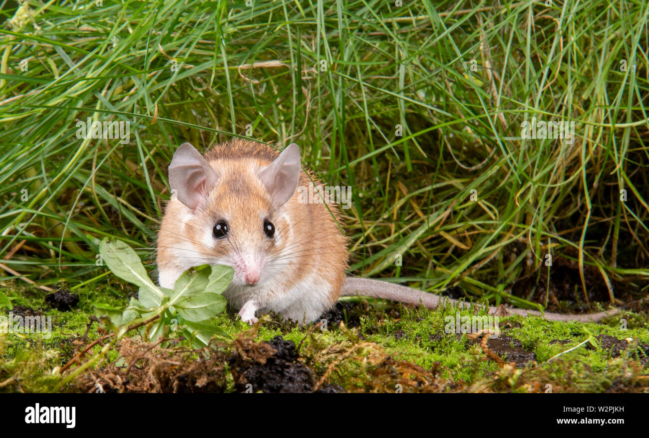 Un africano Mouse spinoso presi in uno studio, è possibile vedere le spine che sporgono dalla sua schiena Foto Stock