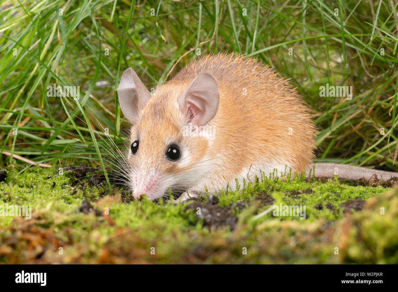 Un africano Mouse spinoso presi in uno studio, è possibile vedere le spine che sporgono dalla sua schiena Foto Stock