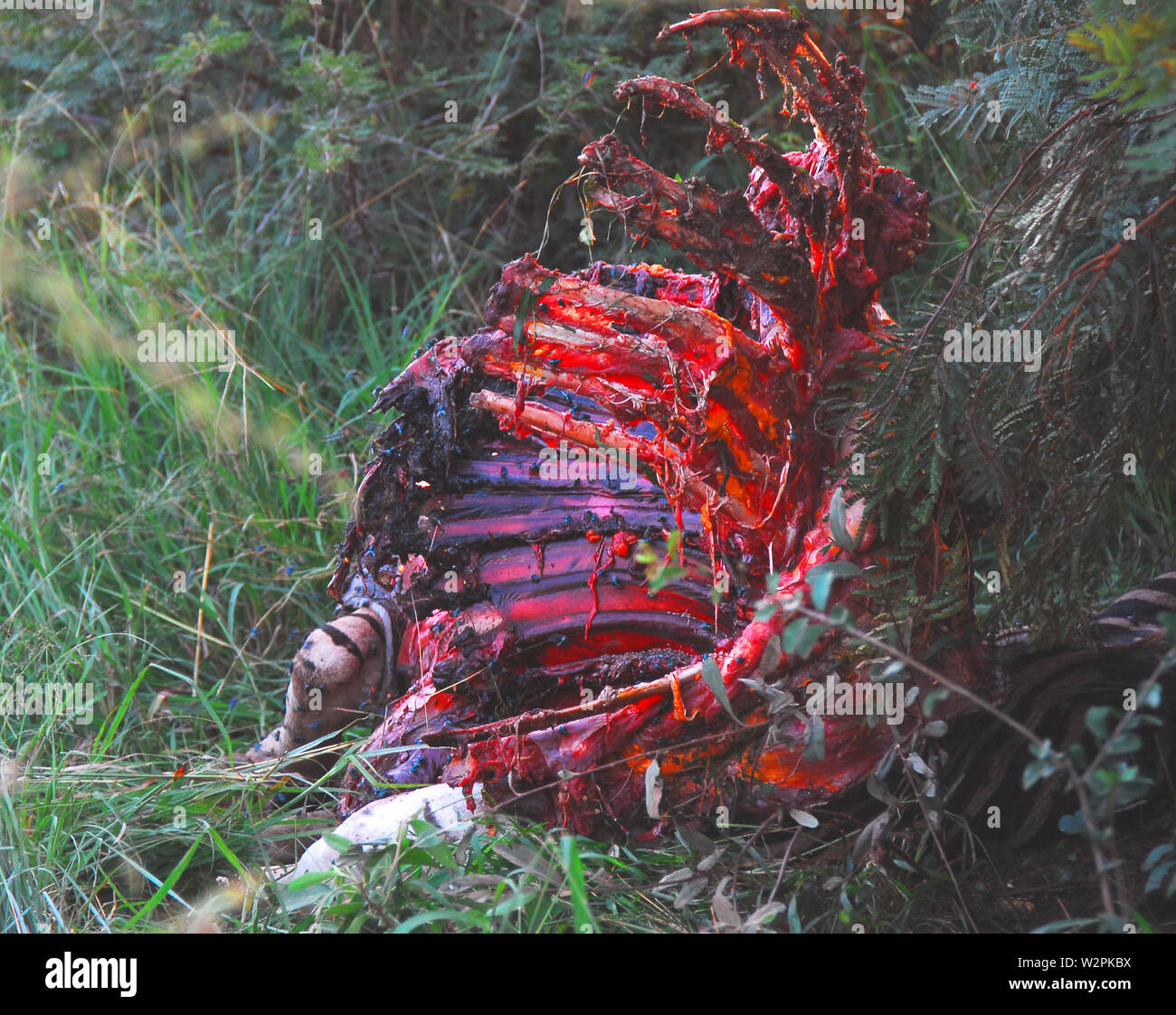 Raccapriccianti sito rare della carcassa di una zebra dopo essere stato ucciso e mangiato dai Lions. Fotografato il safari in Sud Africa. Nota le mosche blu e Foto Stock