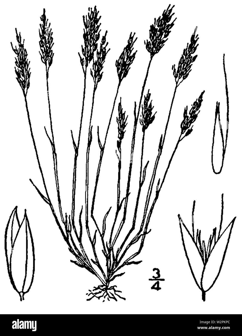 Aira praecox disegno Foto Stock