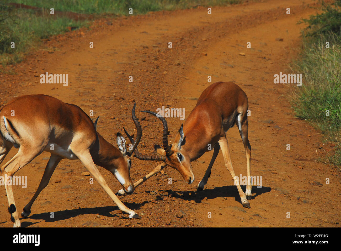 In prossimità dei due giovani selvatici Impala antilopi in simulazioni di combattimento, test fuori le loro corna. Fotografato mentre su safari in Sud Africa. Foto Stock