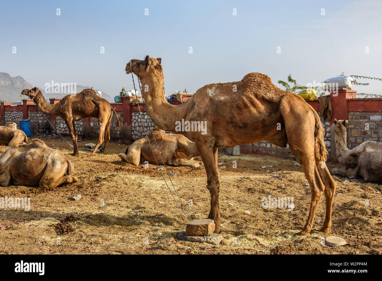 Cammelli sulla strada in Ajmer. Il Rajasthan. India Foto Stock
