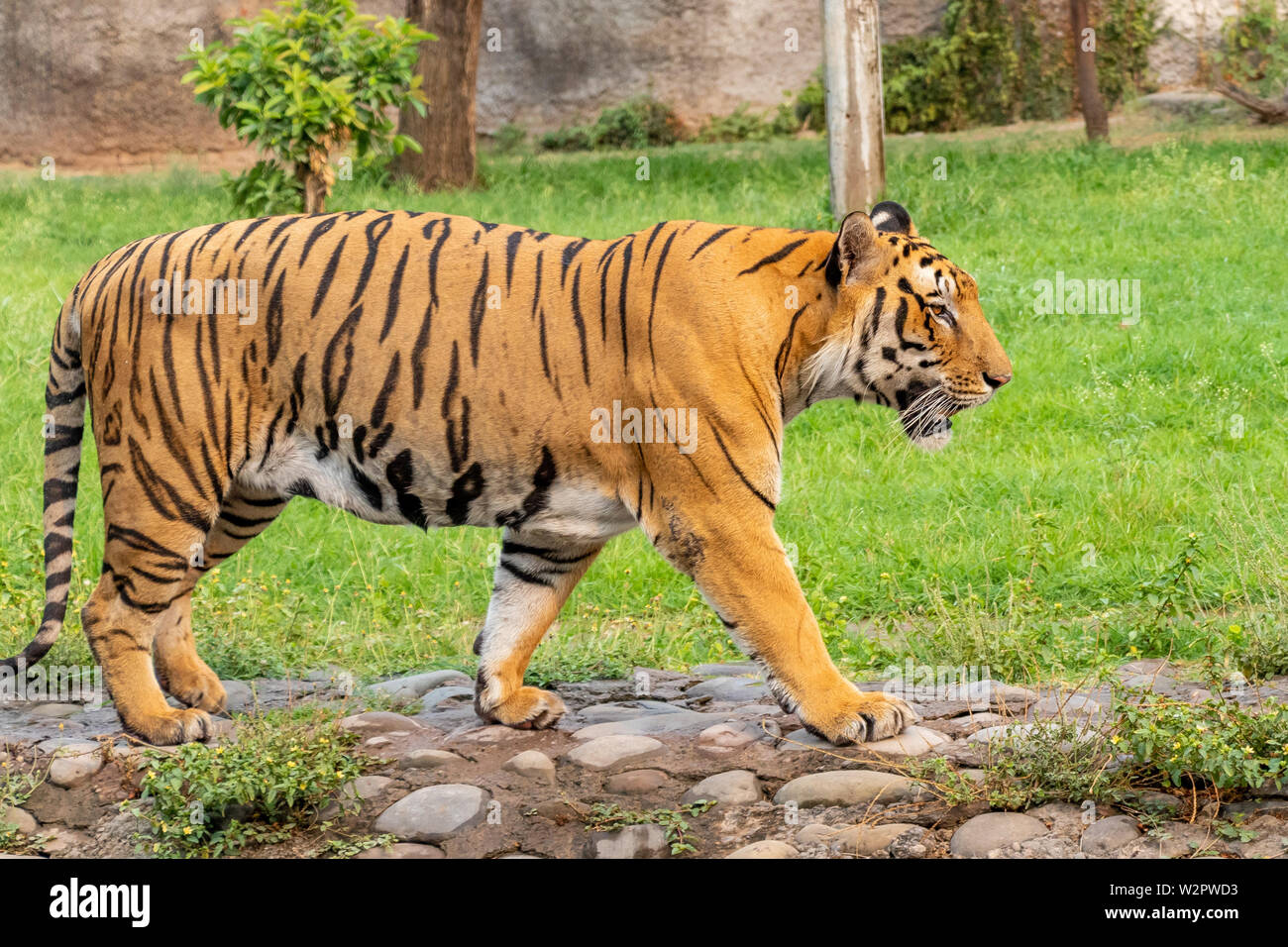 Tigre del Bengala camminando sul percorso di calcestruzzo. Un ottimo aspetto. Foto Stock