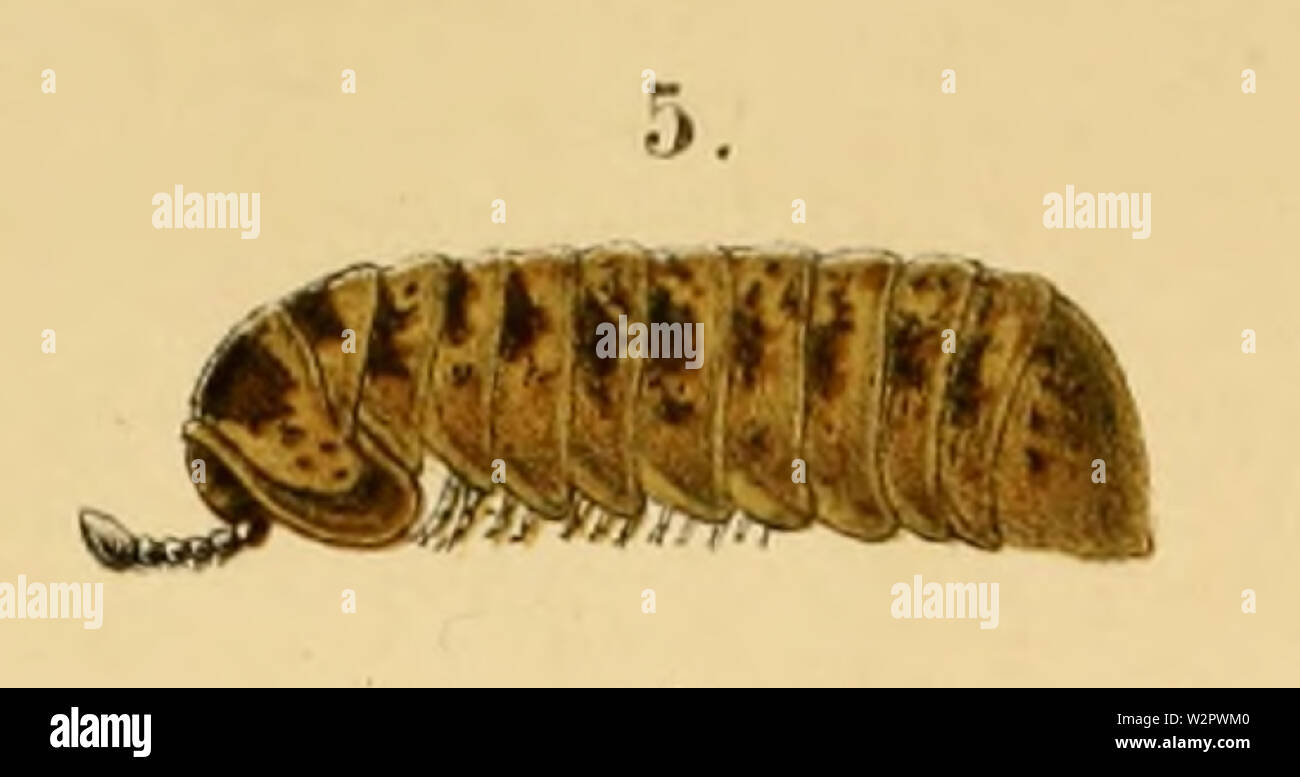 Arthrosphaera disticta Foto Stock