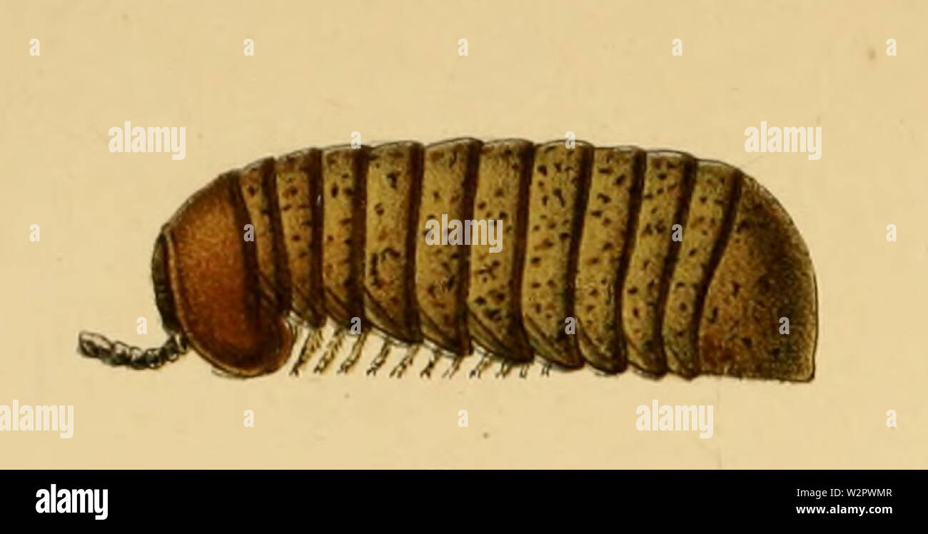 Arthrosphaera thurstoni Foto Stock