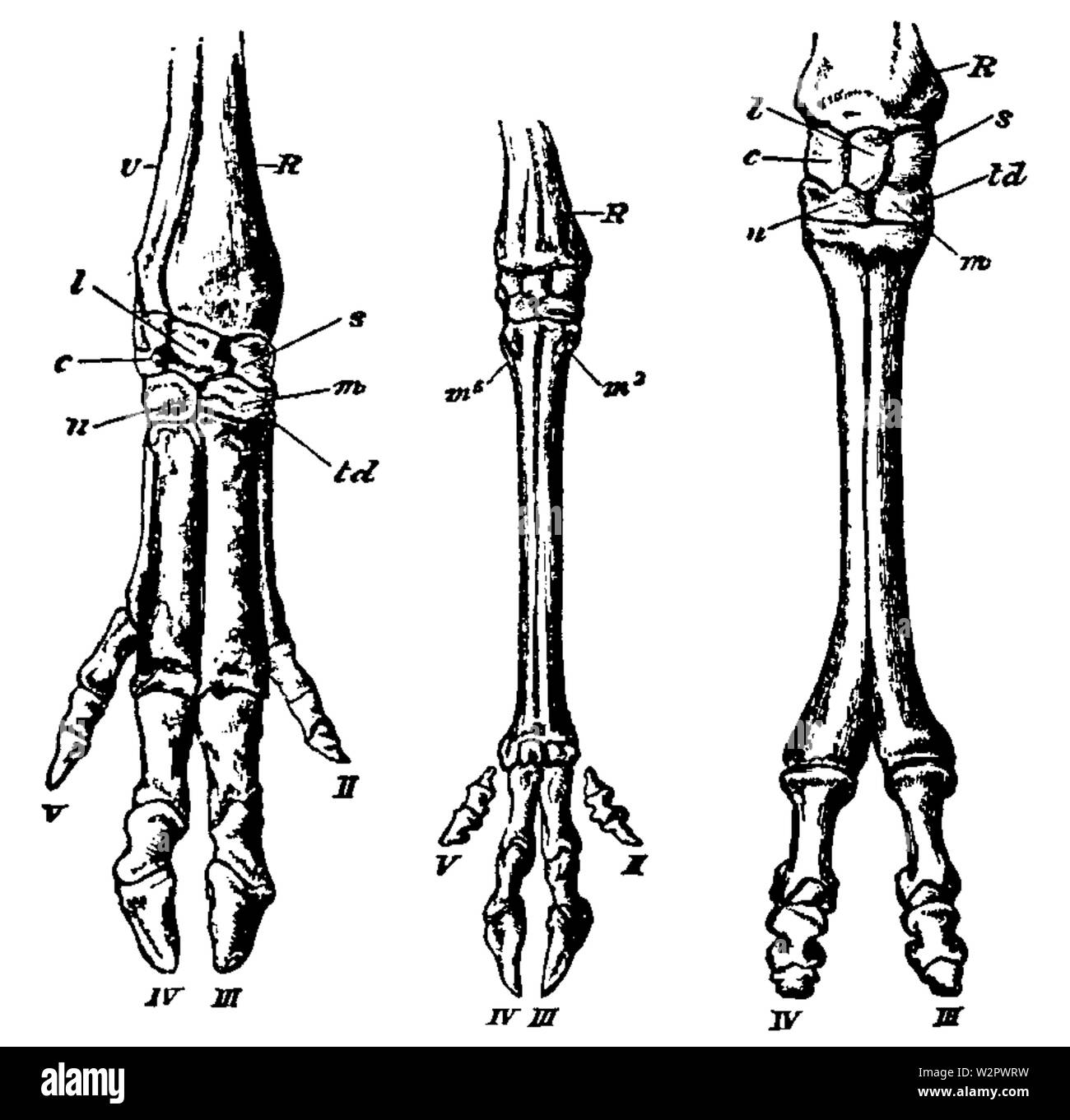 Artiodactyla piedi Foto Stock