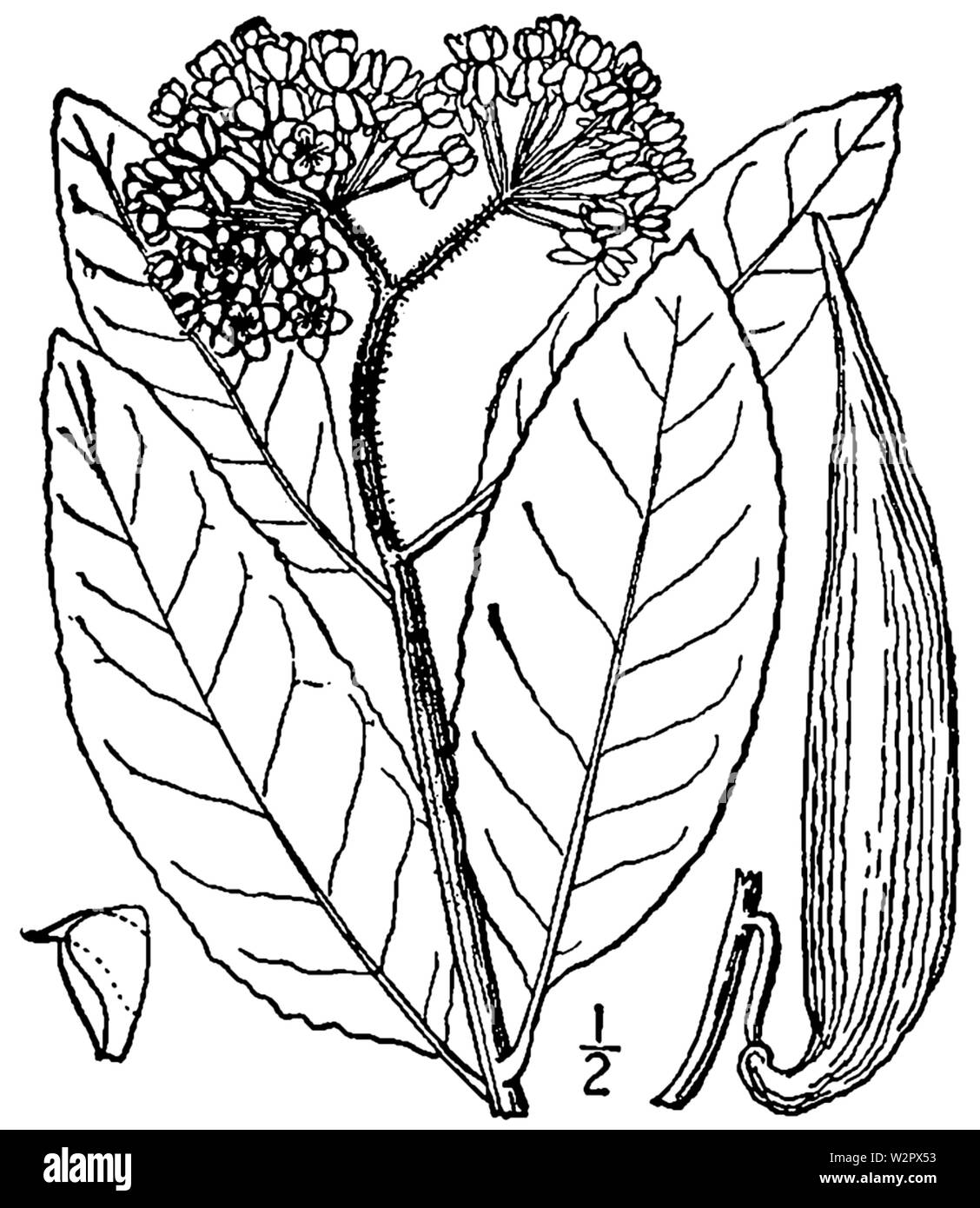 Asclepias variegata disegno Foto Stock
