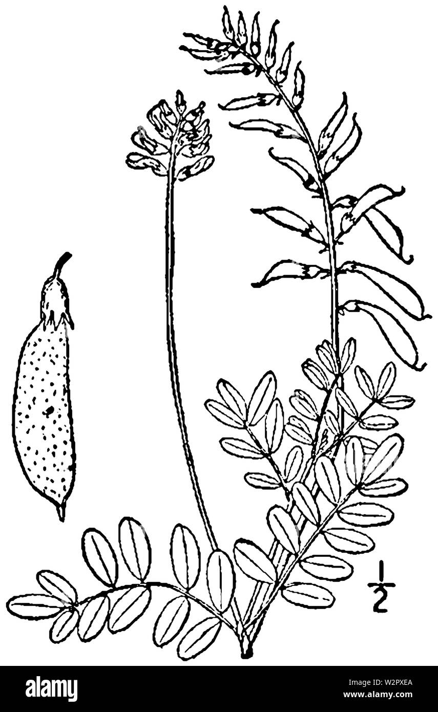 Astragalo robbinsii BB-1913 Foto Stock