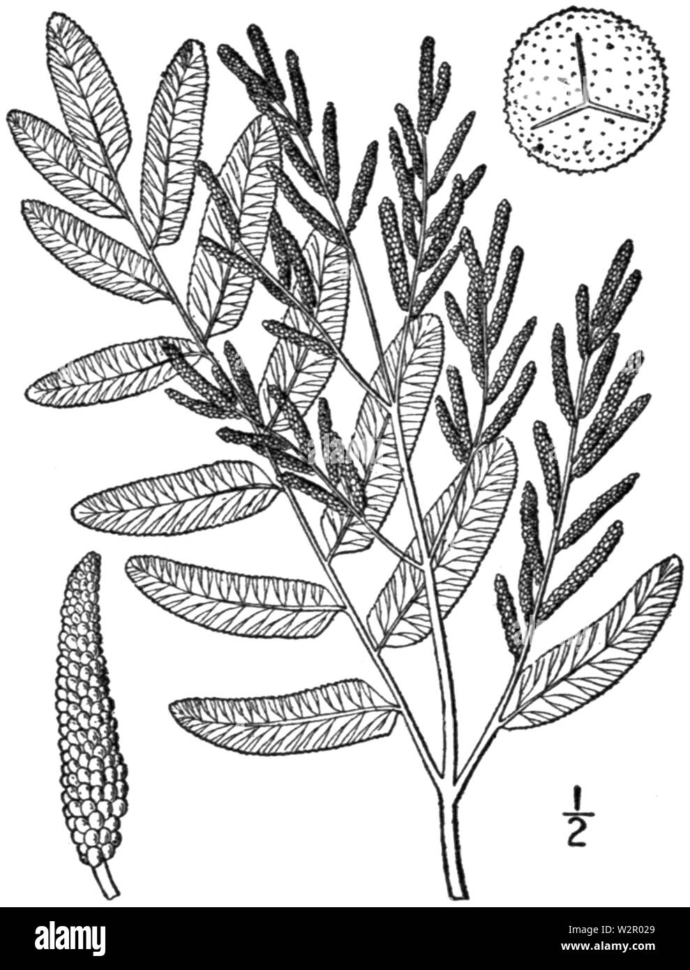 BB-0015 Osmunda regalis Foto Stock