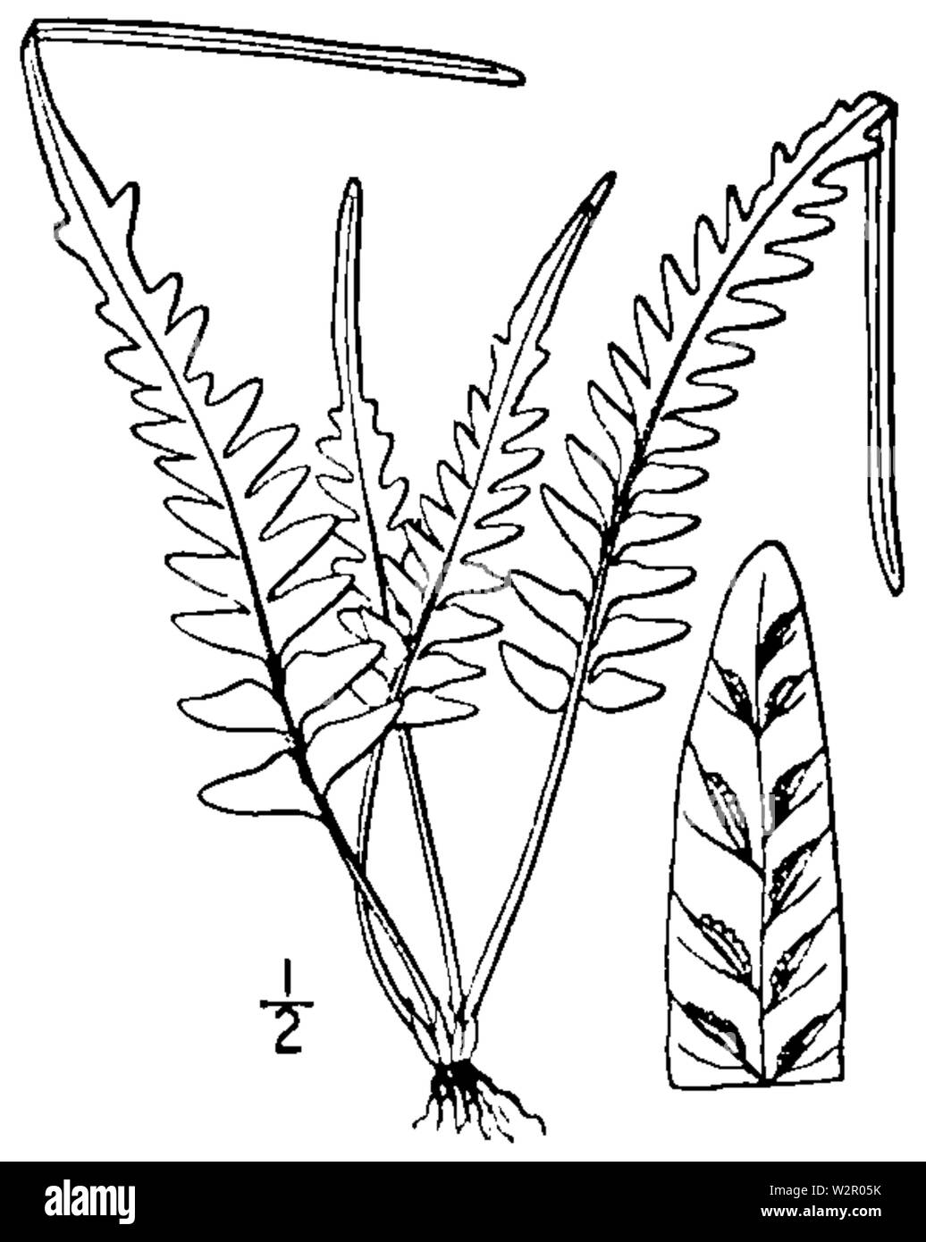 BB-0058 Asplenium ebenoides Foto Stock
