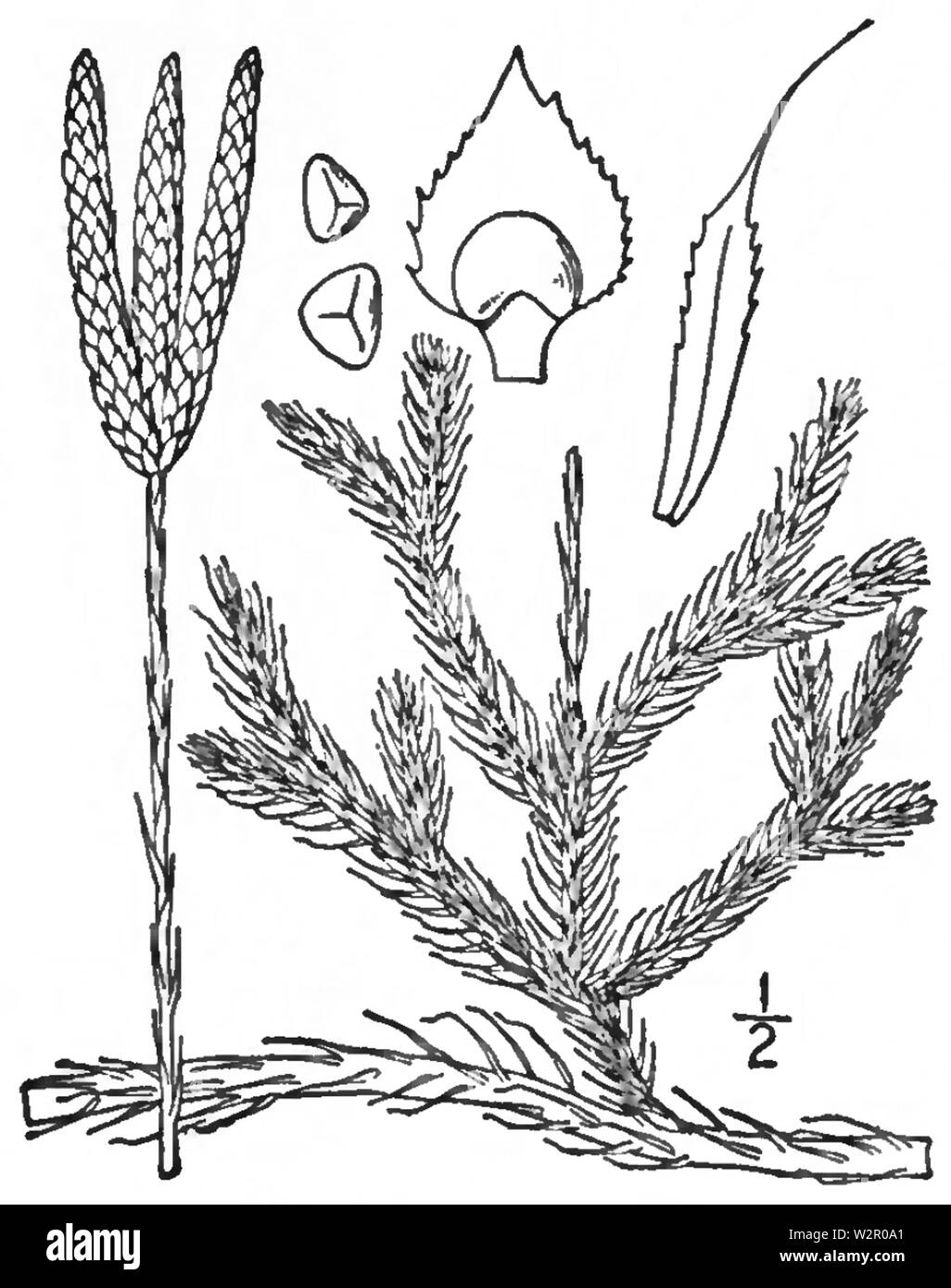 BB-0111 Lycopodium clavatum Foto Stock