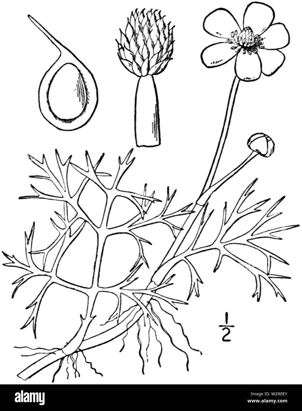 BB-1895 Ranunculus delphinifolius Foto Stock