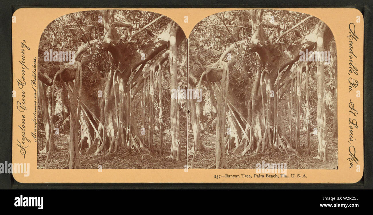 Banyan Tree, Palm Beach, Florida, da Robert N Dennis raccolta di vista stereoscopica Foto Stock