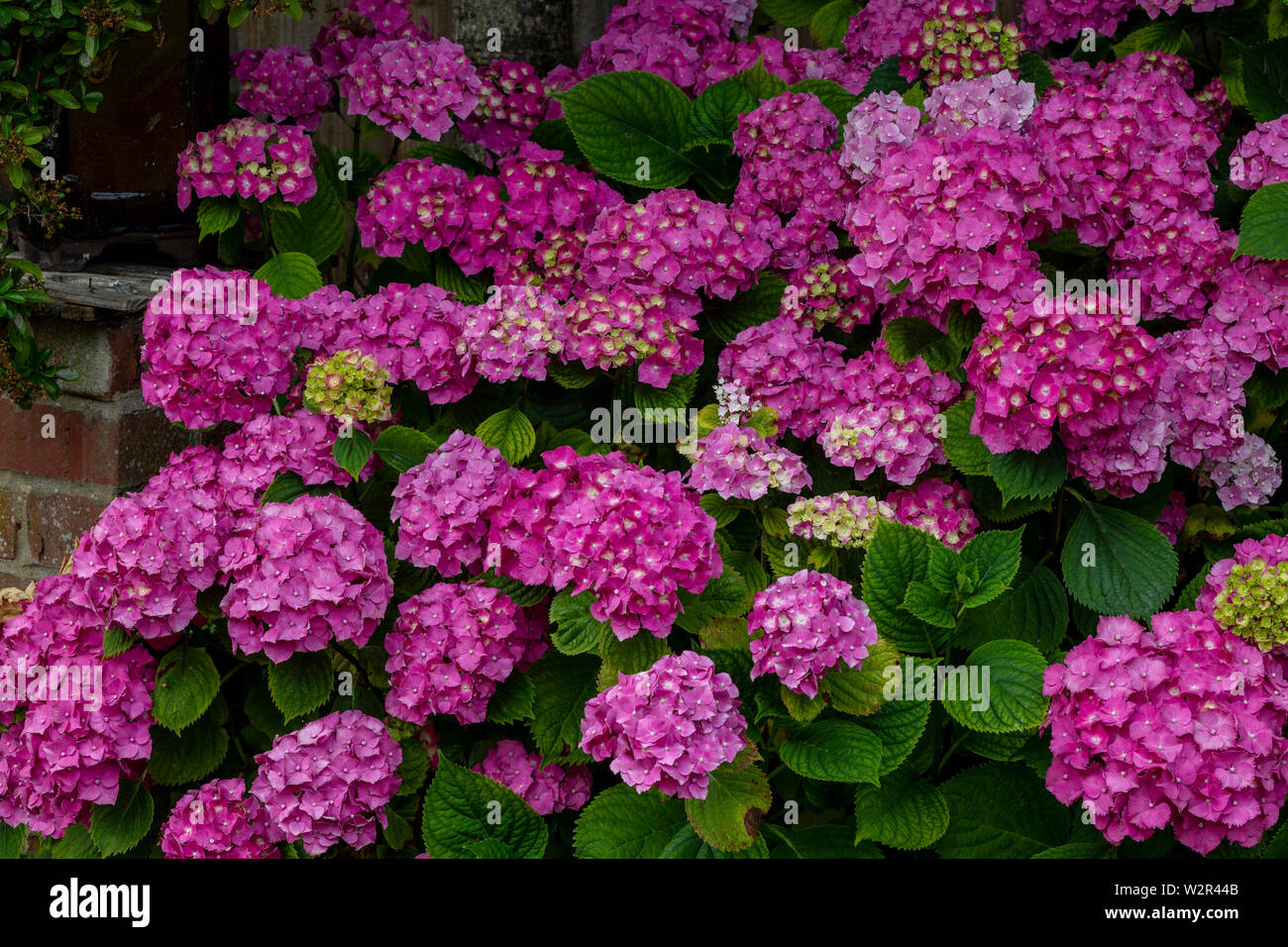 Hydrangea macrophylla Bush in piena fioritura in un giardino sul retro a Northampton, Regno Unito. Foto Stock