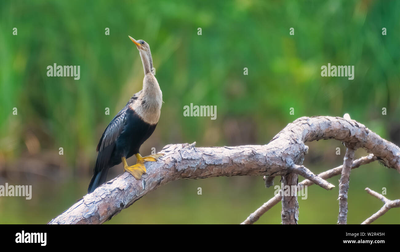 Al Lago di Caroline nella città di Panama, Florida. Anhinga bird arroccato su pino lembo che è stato abbattuto dall uragano Michael. Foto Stock