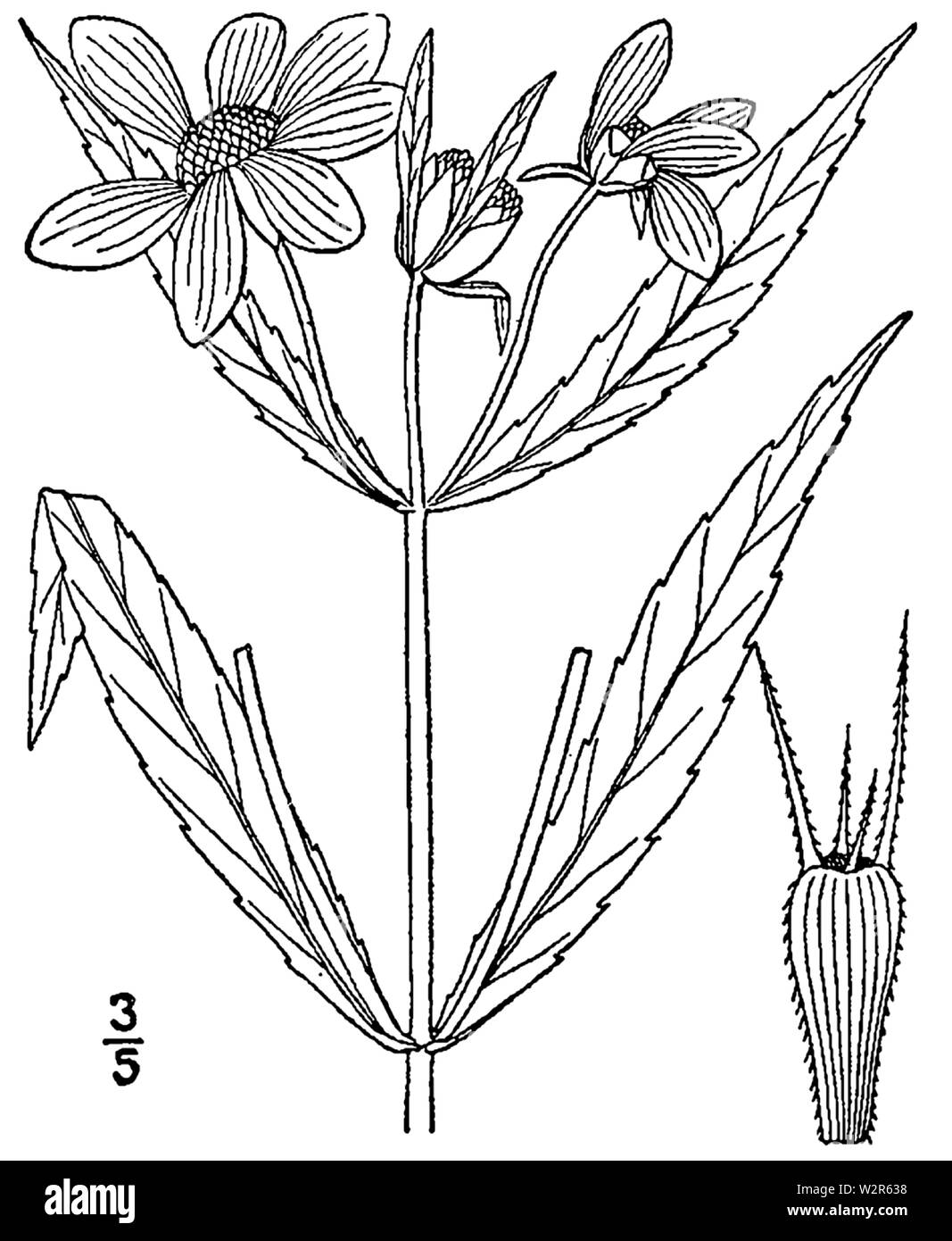 Illustrazione botanica di Bidens laevis dal 1913. Foto Stock