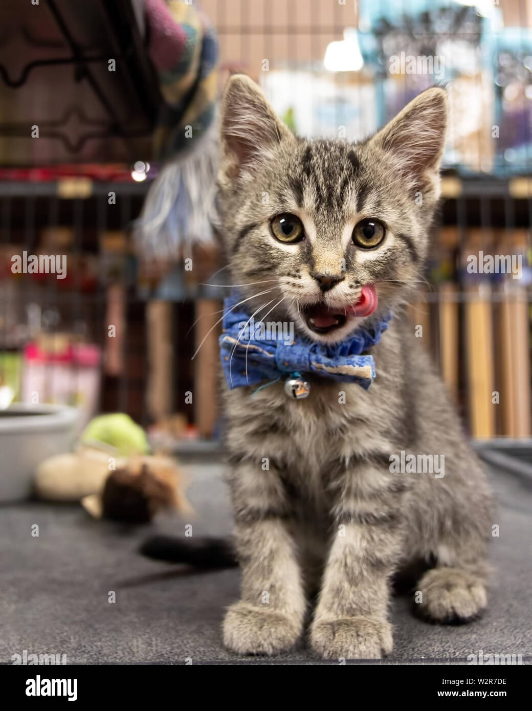 Un carino gattino indossando un Bow Tie e in attesa di adozione presso un pet Foto Stock