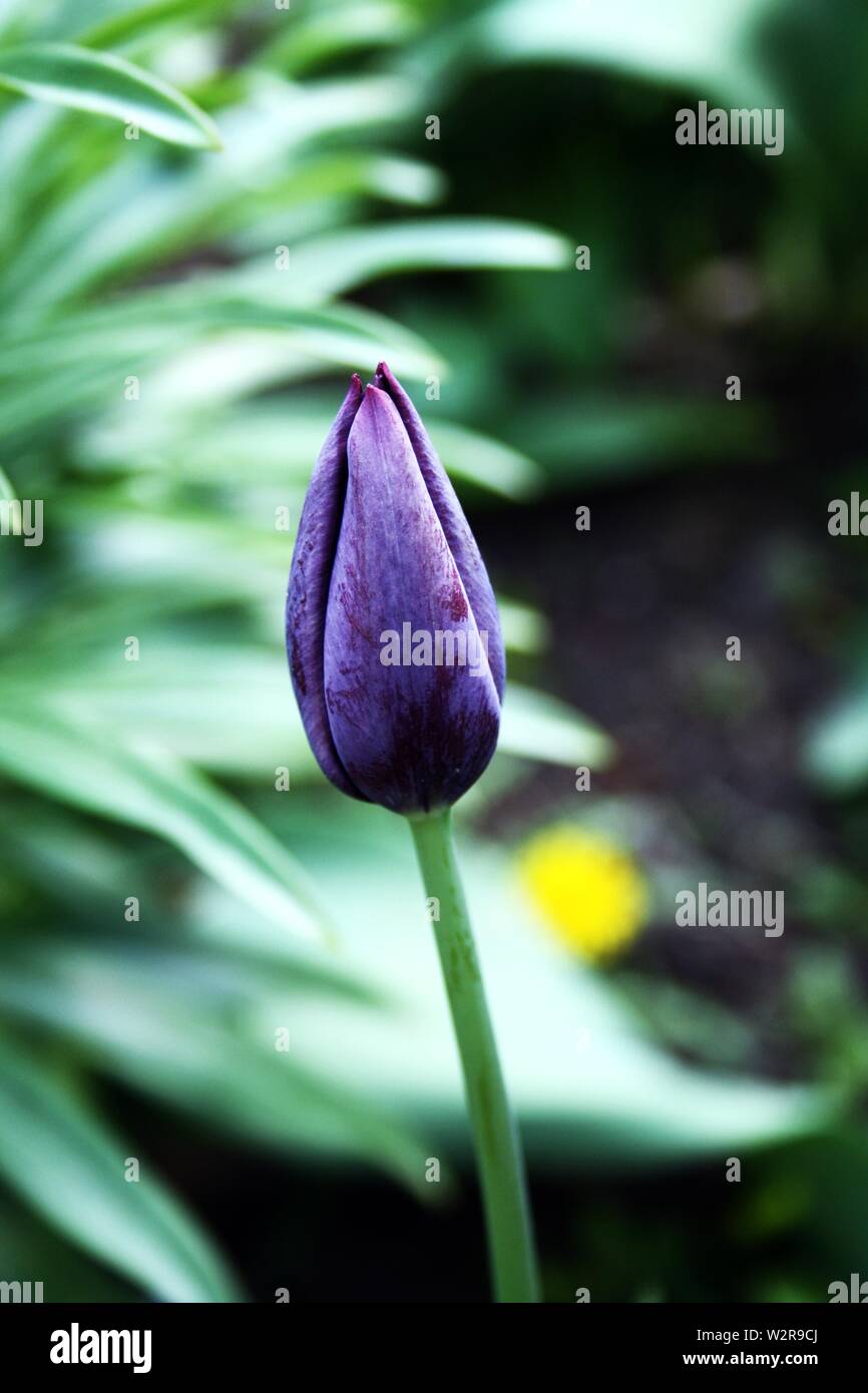 Singola nera tulip in giardino Foto Stock