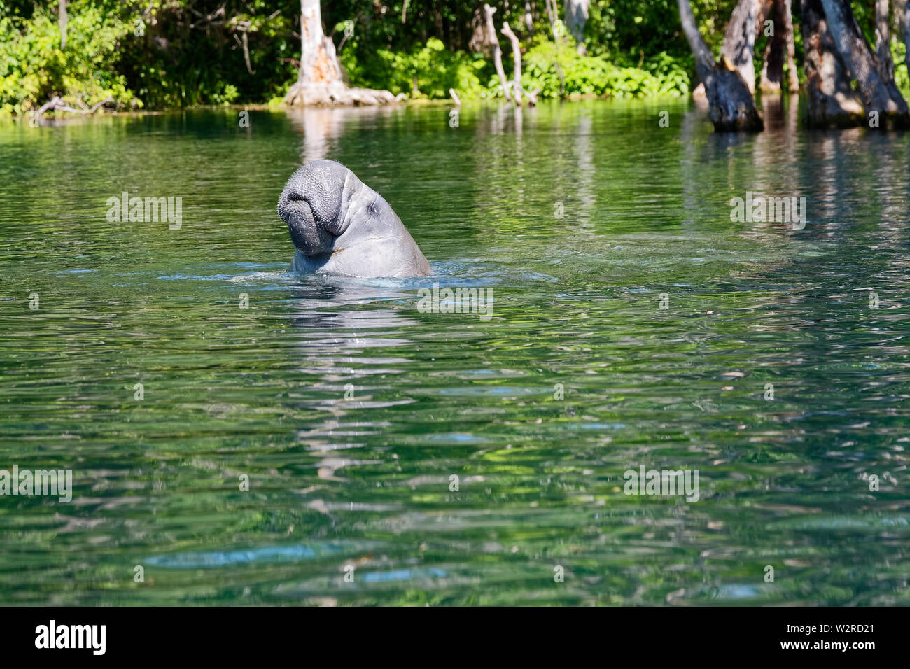 West Indian lamantino; testa sopra l'acqua, respirazione, ispido muso, grandi animali acquatici; mammifero marino; widlife; natura, Trichechus manatus, argento Spri Foto Stock