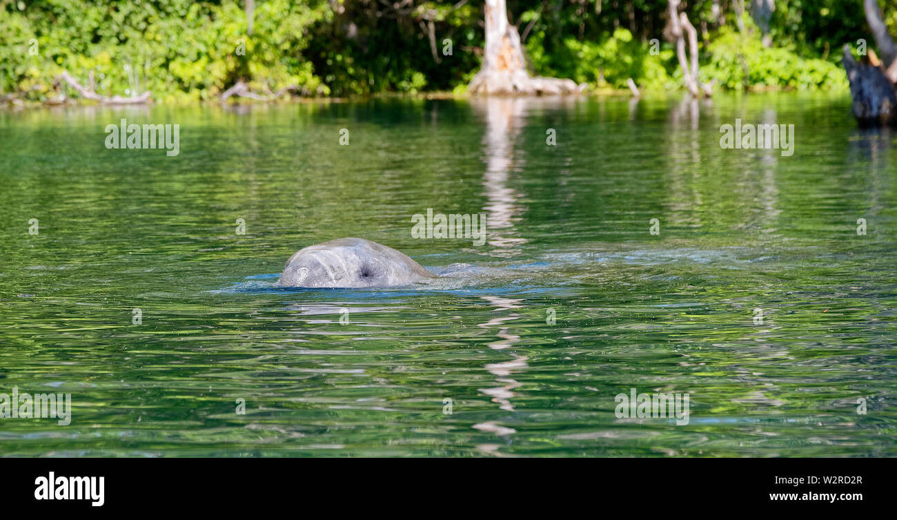 West Indian lamantino nuoto; testa sopra l'acqua, respirazione, close-up, grandi animali acquatici; mammifero marino; widlife; Trichechus manatus, Silver Springs Foto Stock