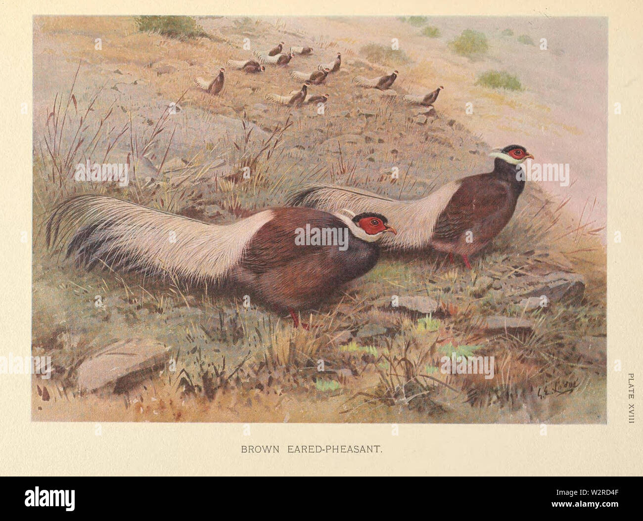 Brown Eared-Pheasant da George Edward Lodge Foto Stock
