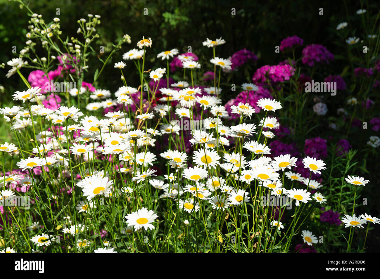 Daisywheels sul prato in erba verde a anno termine di tempo al giorno solare Foto Stock