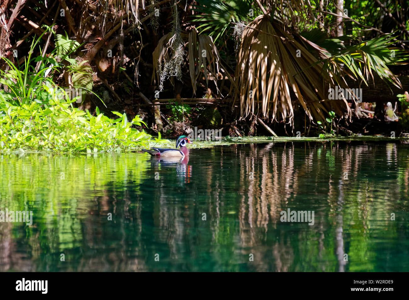 Scena di fiume, legno anatra, Aix sponsa, vegetazione, riflessioni, della natura, della fauna selvatica, Silver Springs State Park, Silver Springs, FL, Florida, molla, Horizon Foto Stock
