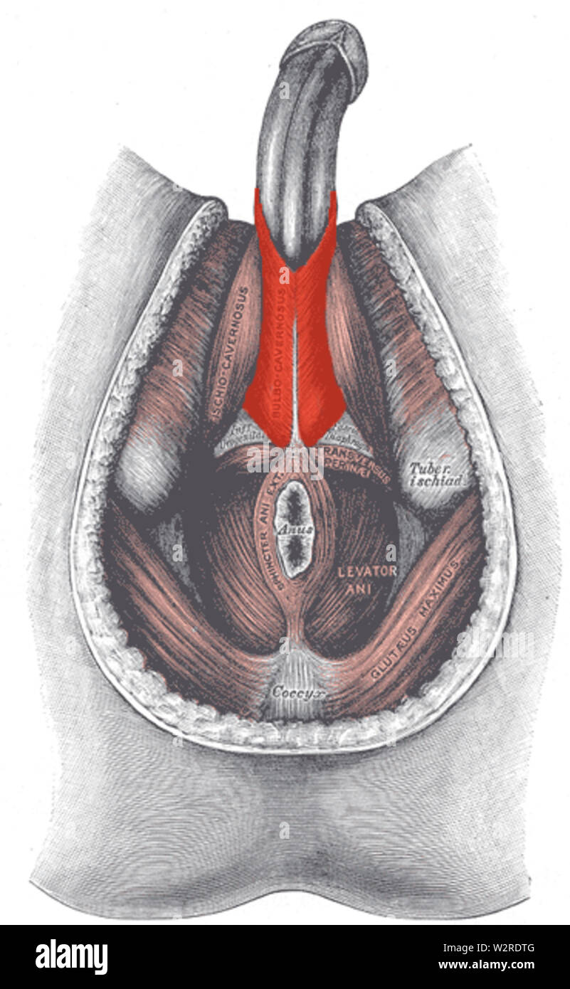Bulbospongiosus-Male Foto Stock